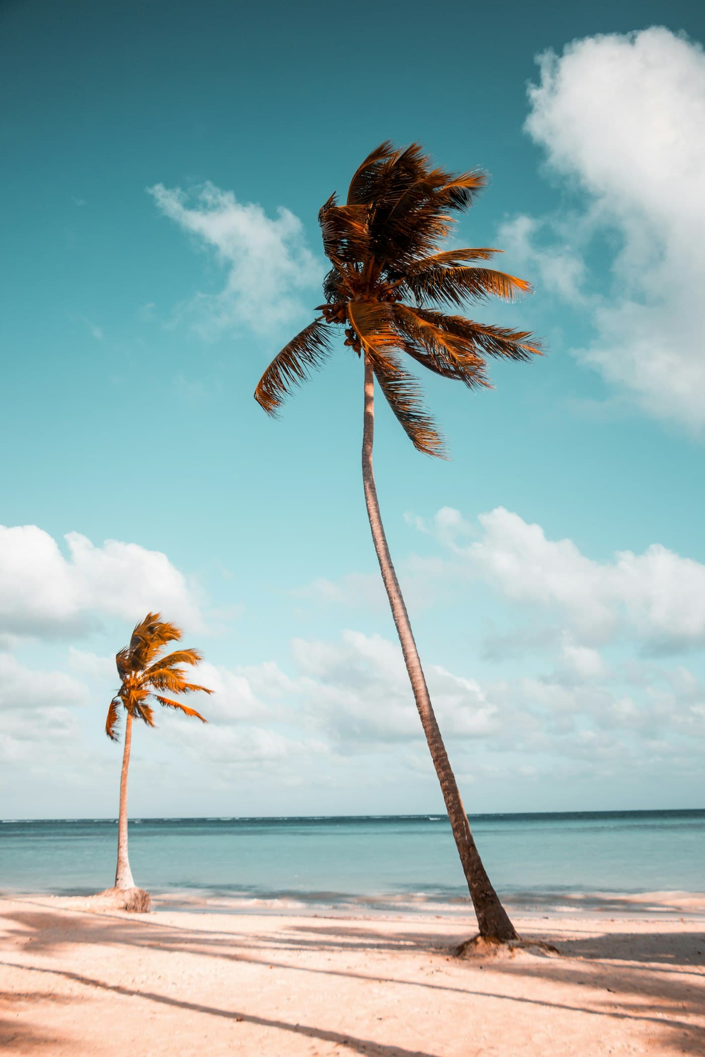 Wind-swept palm trees on a tropical beach